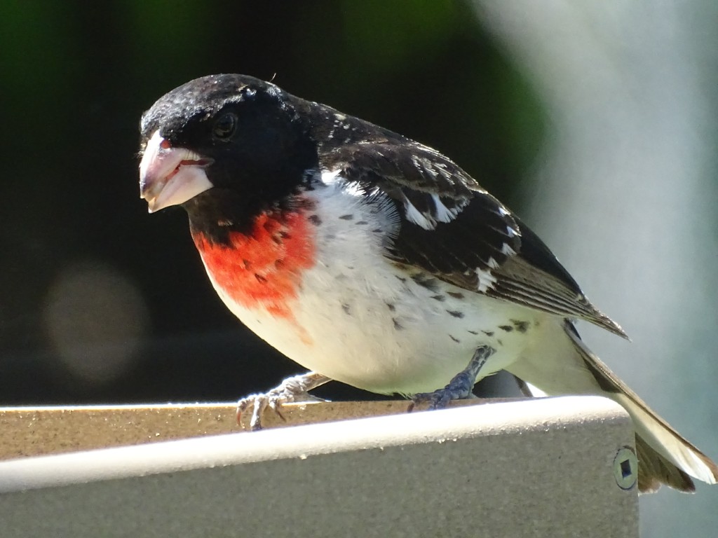 A photo of a Rose-breasted Grosbeak eating seeds at a feeder