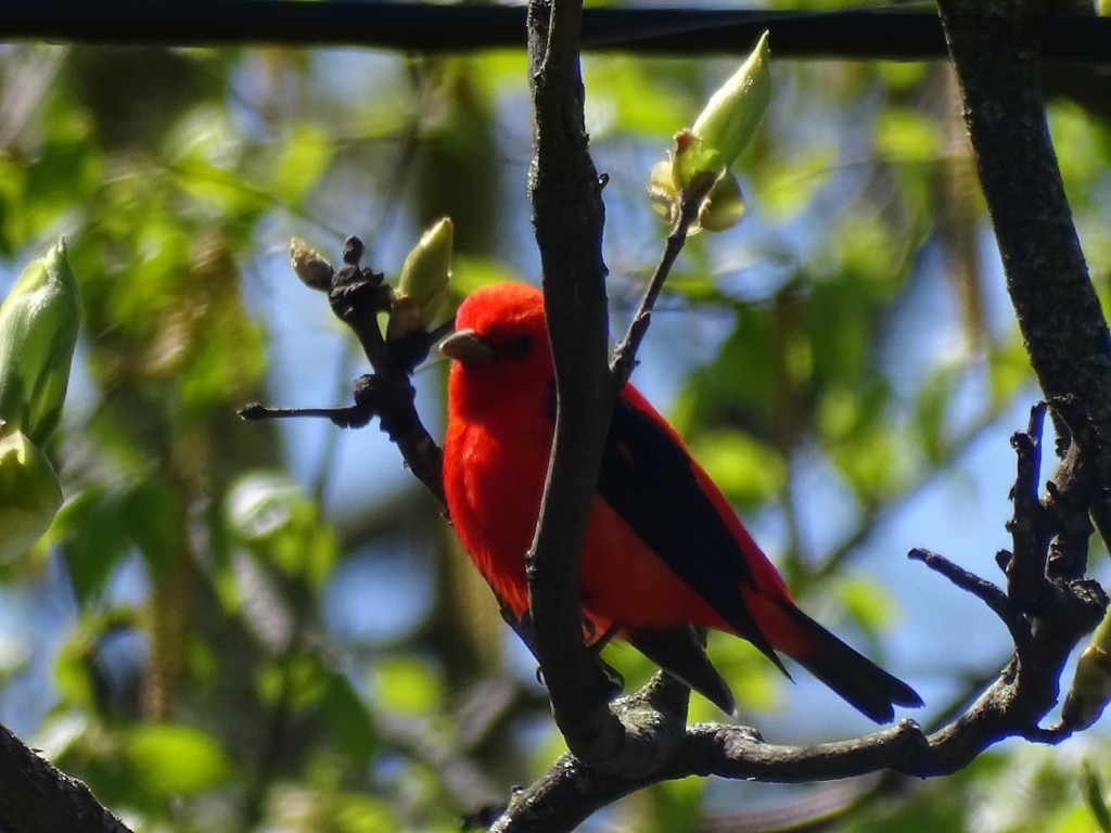 A photo of a Scarlet Tanager in an oak tree