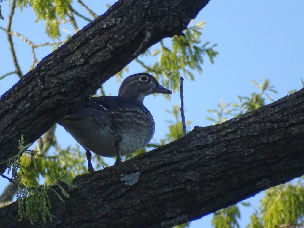 A photo of a female Wood Duck