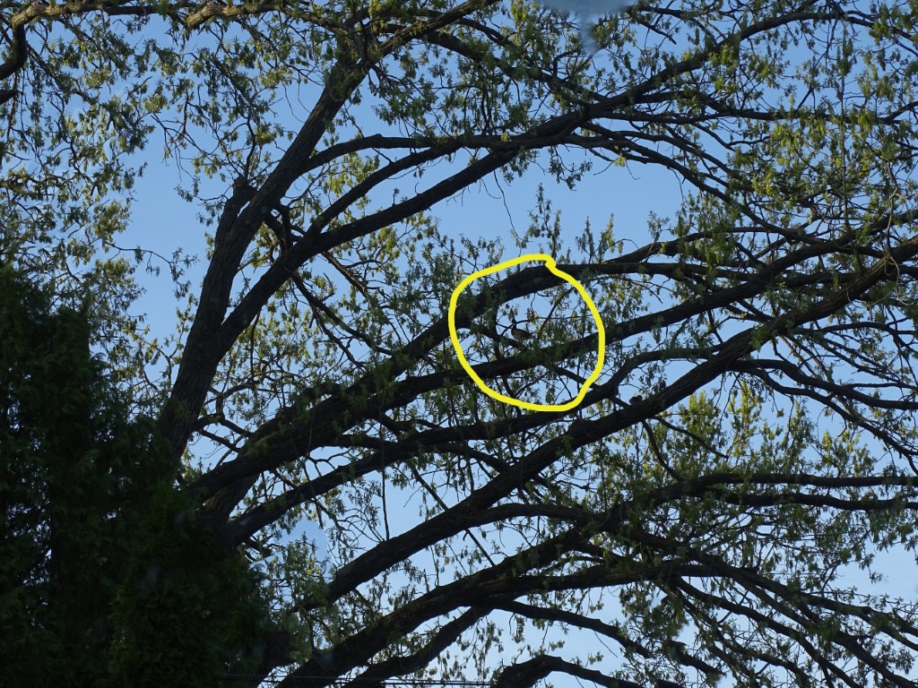A photo of an oak tree with ducks standing on branches