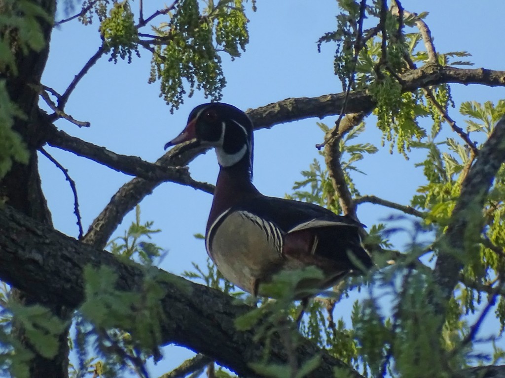 A photo of a male Wood Duck