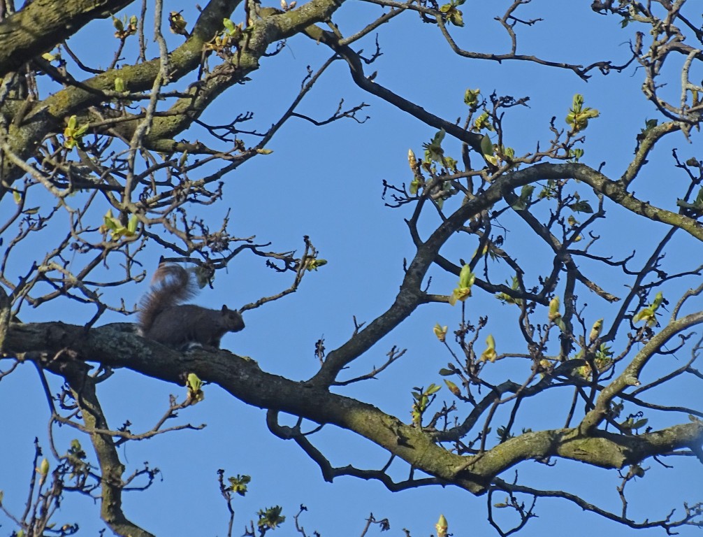 A photo of a squirrel in an oak tree guarding its nest