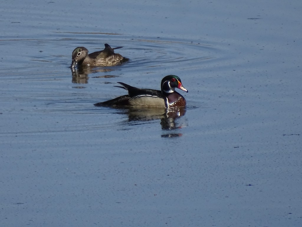 A photo of a pair of Wood Ducks floating in a pond