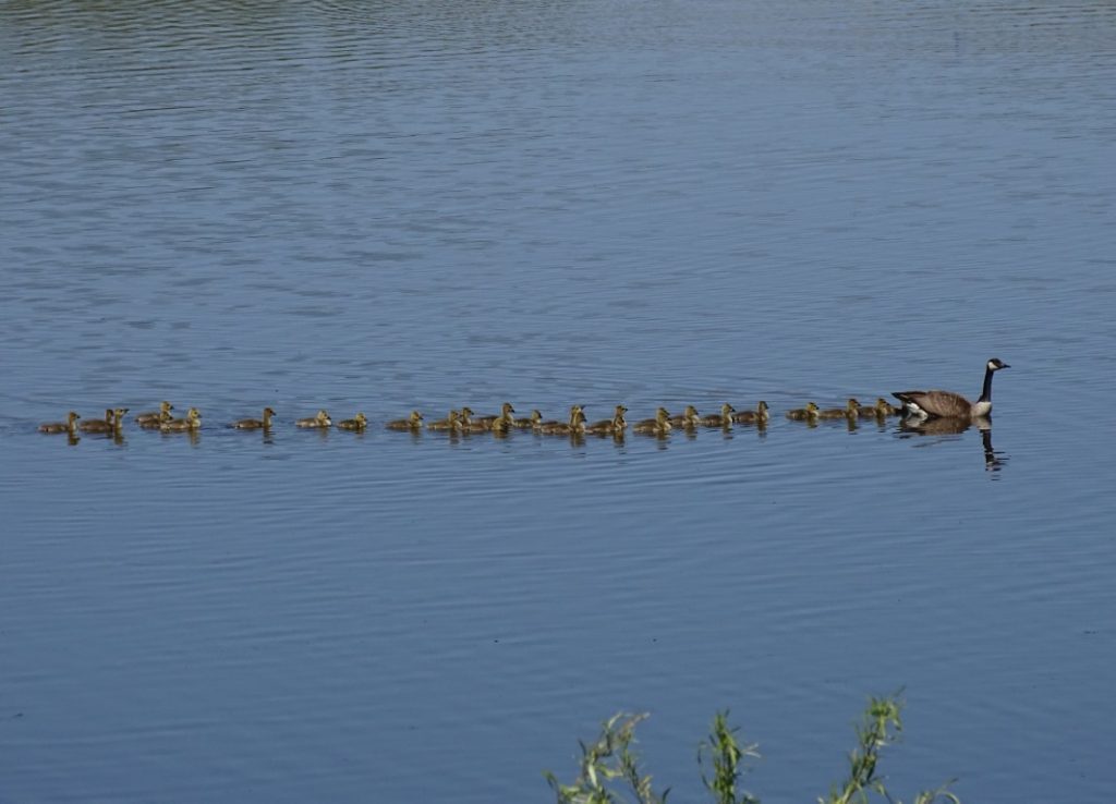 A photo of a Canada Goose leading 20+ goslings in a pond