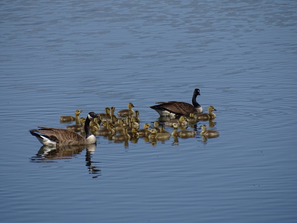 A photo of Canada Goose parents trying to round up a group of goslings in a pond
