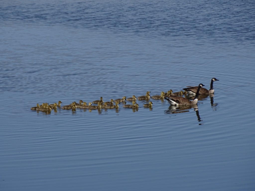 Canada Goose parents leading goslings in a pond
