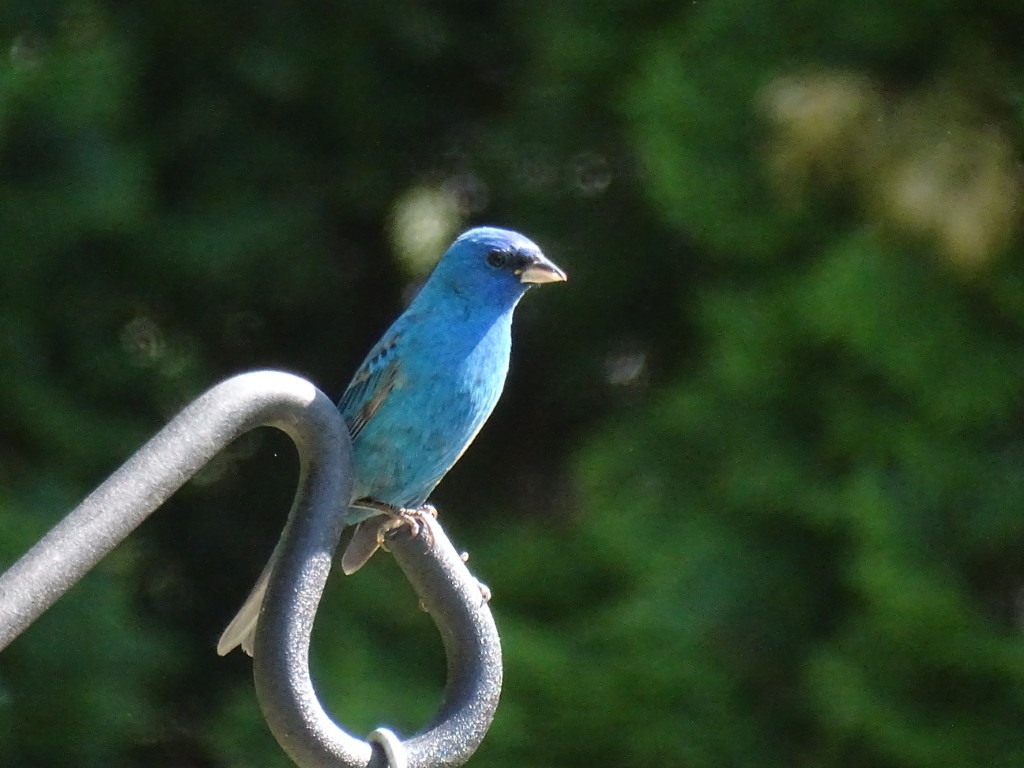 A photo of an Indigo Bunting on a backyard feeder pole