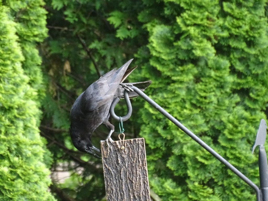A photo of a crow eating suet from a suet feeder
