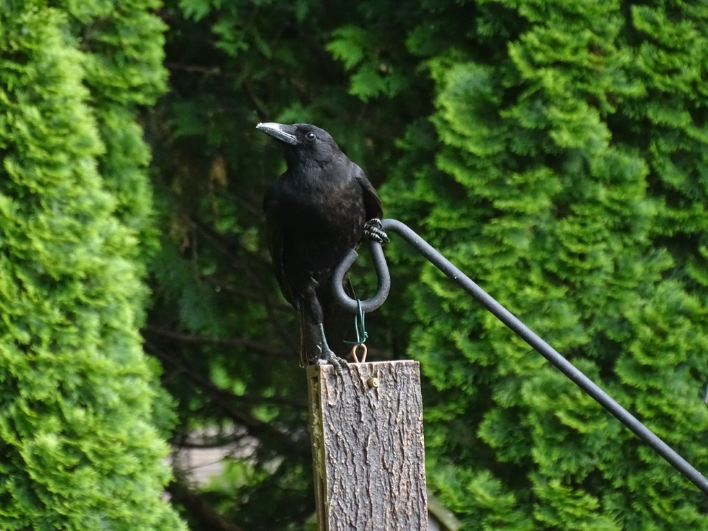 A photo of a crow standing on a suet feeder