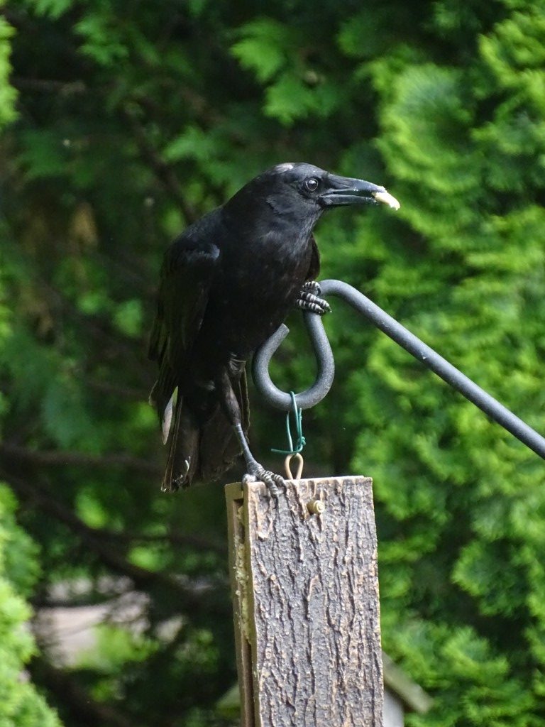 A photo of a crow sitting on a suet feeder with suet in his beak