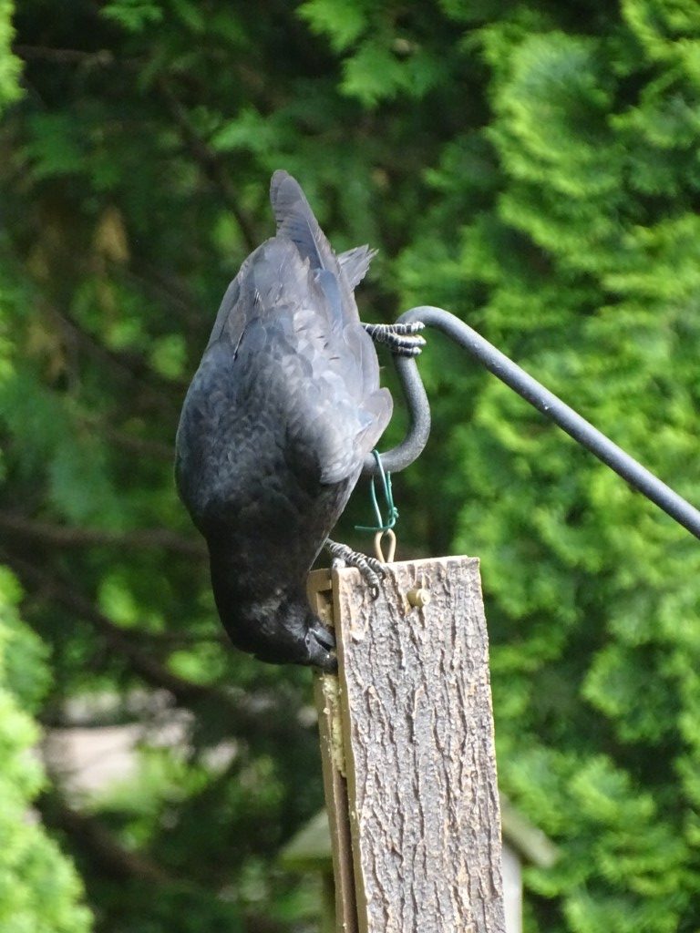 A photo of a crows plunging his beak into a suet feeder