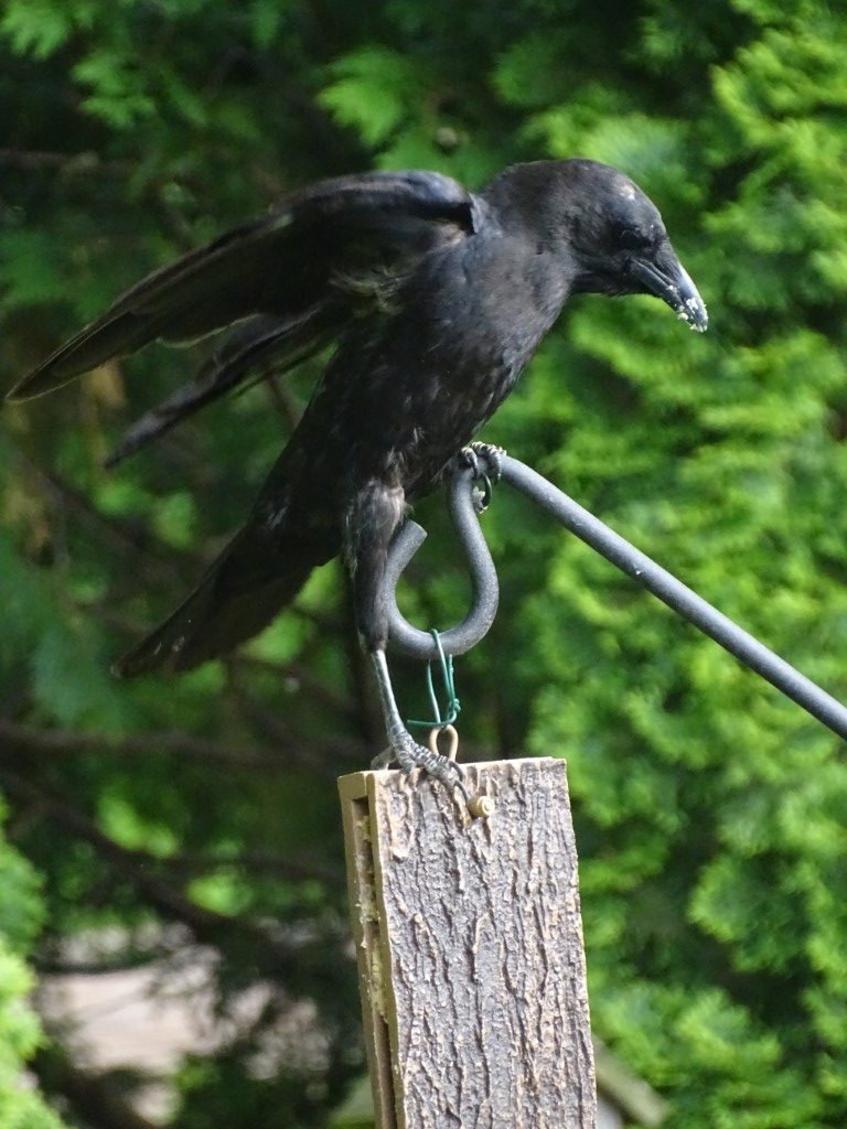 A photo of a crows with wings partially spread, standing on a suet feeder