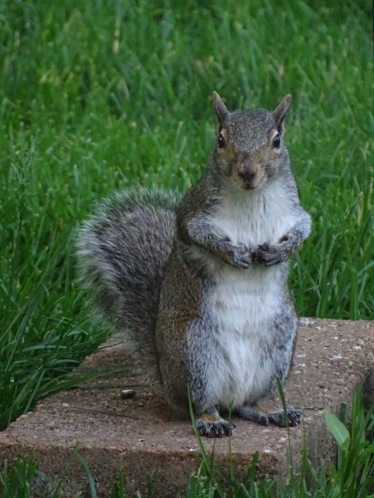 A photo of an Eastern Gray Squirrel standing on its hind legs