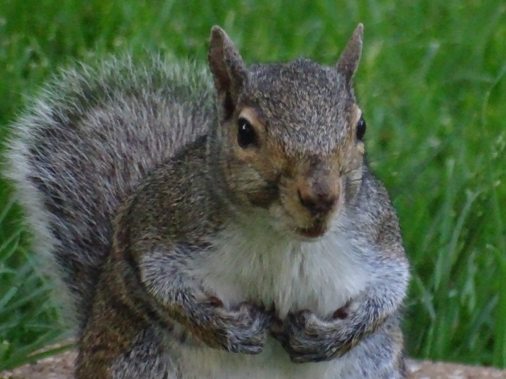 A close-up photo of an Eastern Gray Squirrel
