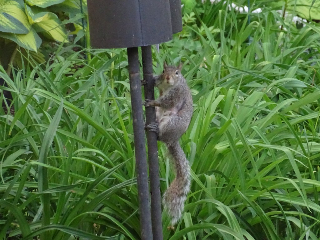 A photo of a squirrel clinging to a bird feeder pole