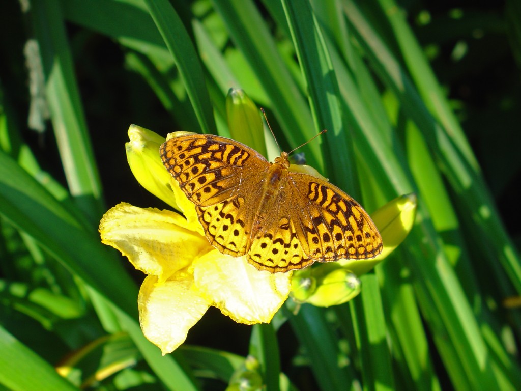 A photo of a Great Spangled Fritillary butterfly sunning itself on a daylily bloom