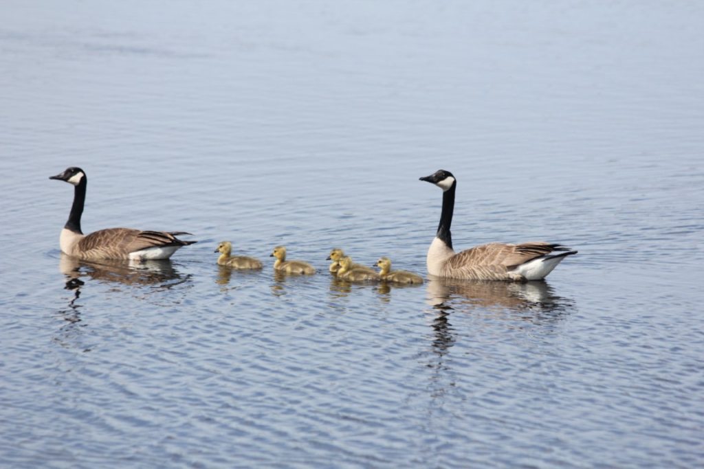 A photo of Canada Geese parents floating on a pond with several goslings