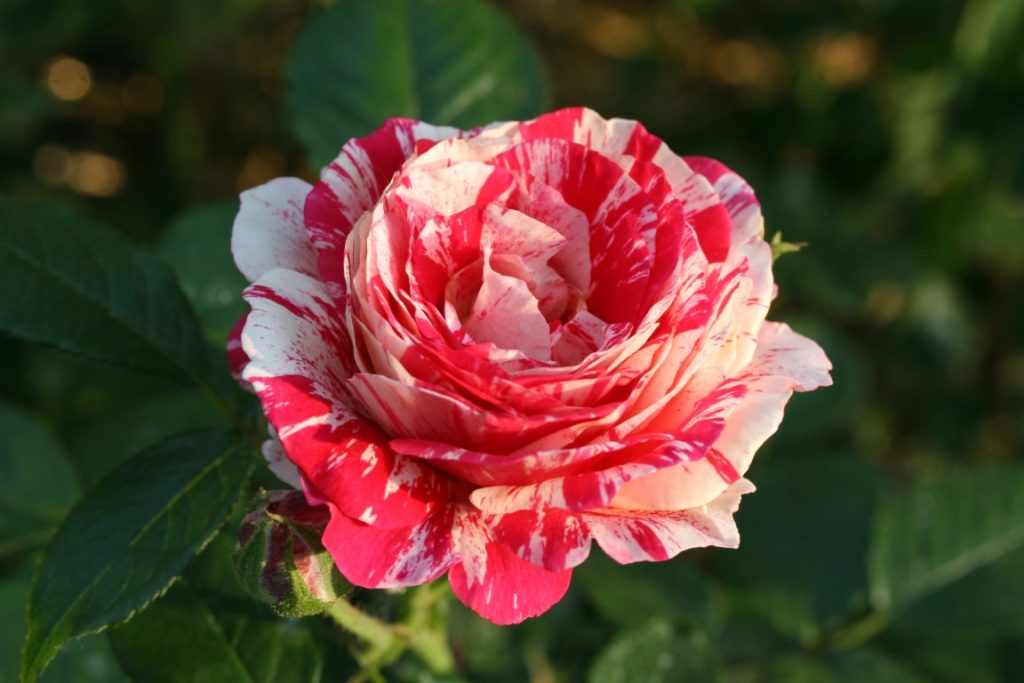 An up-close photo of Rose 'Scentimental' in bloom