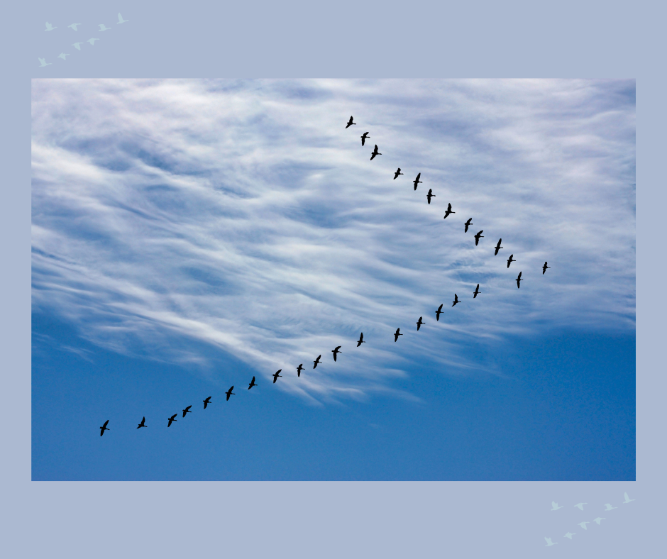 A photo of Canada Geese flying in a V formation