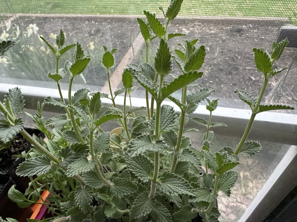A photo of catmint growing in a pot