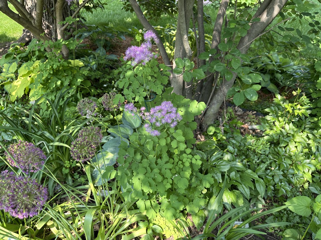 A photo of a lavender mist meadow rue plant growing in the shade.