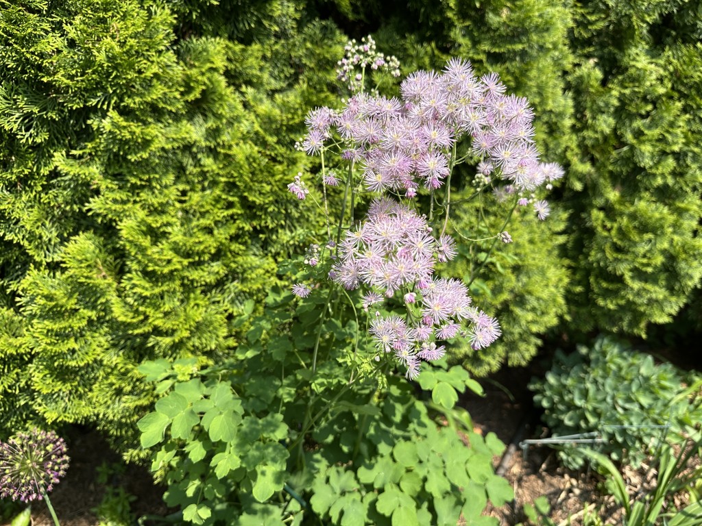 A photo of a lavender mist meadow rue plant growing in the sun.