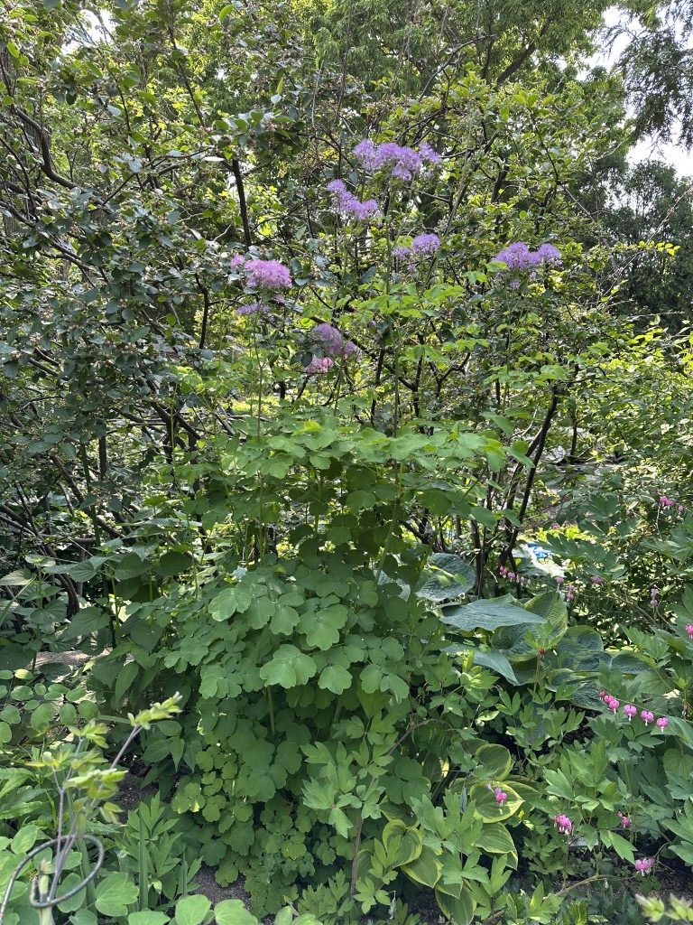 A photo of a lavender mist meadow rue plant.