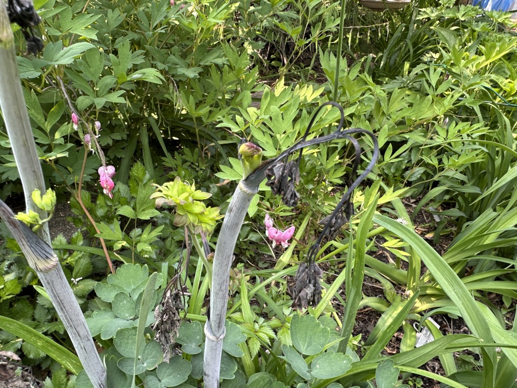 A photo of meadow rue with blackened stems and new shoots emerging.