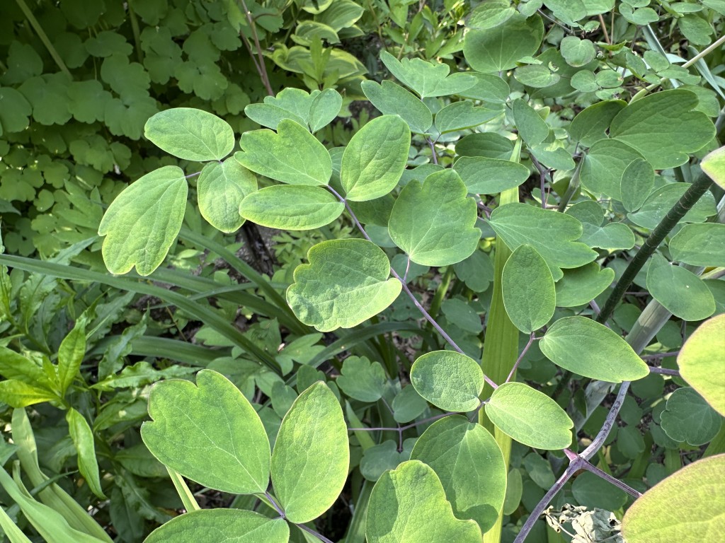 A close-up photo of lavender mist meadow rue foliage.