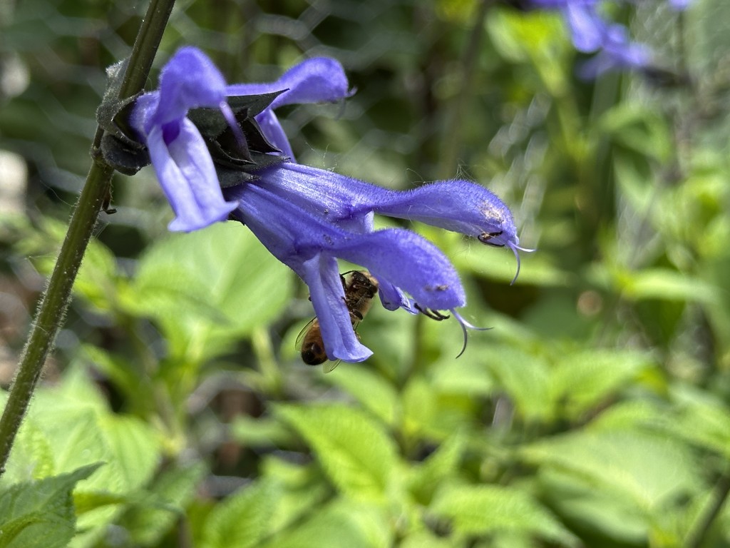 A photo of a honeybee visting a lavender salvia flower