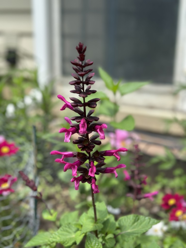 A close-up photo of 'Rockin Fuchsia' Salvia in bloom