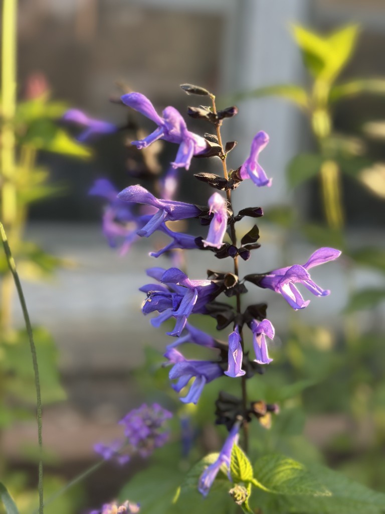 A photo of a lavender salvia plant in bloom