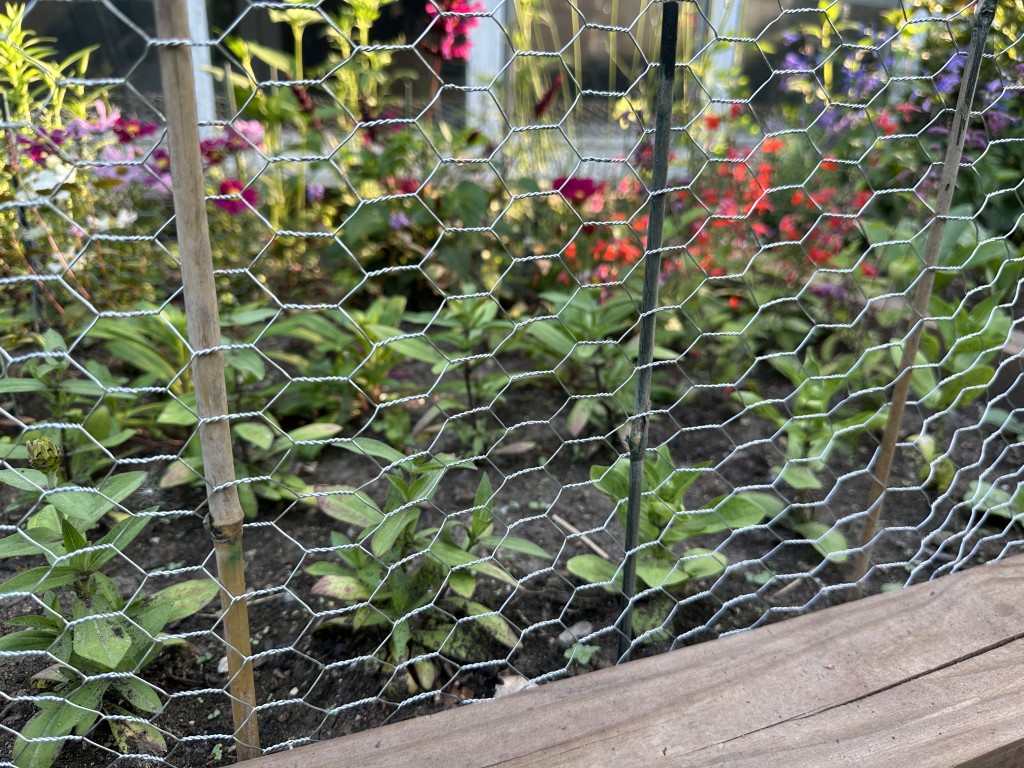 A photo of chicken wire surrounding a flowerbed.