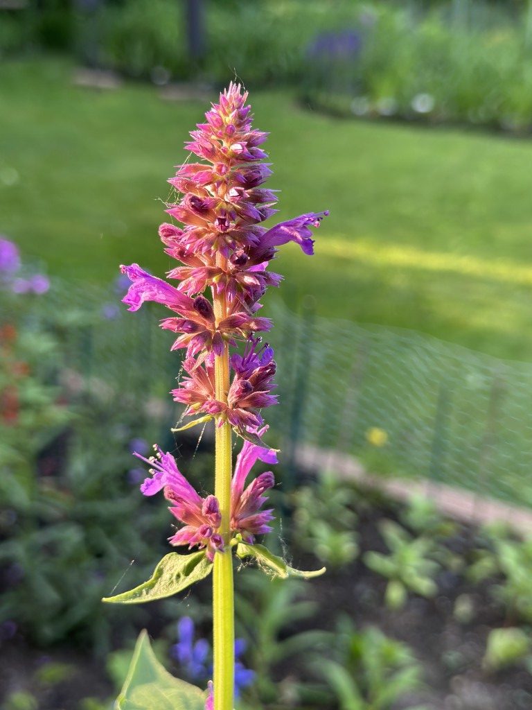 A photo of a hyssop plant in bloom