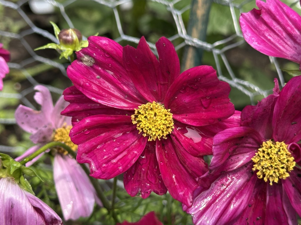 A photo of pink cosmos flowers