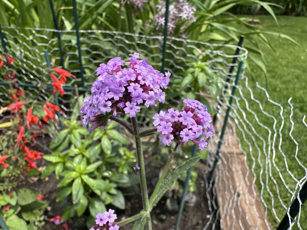 A photo of a verbena plant in bloom