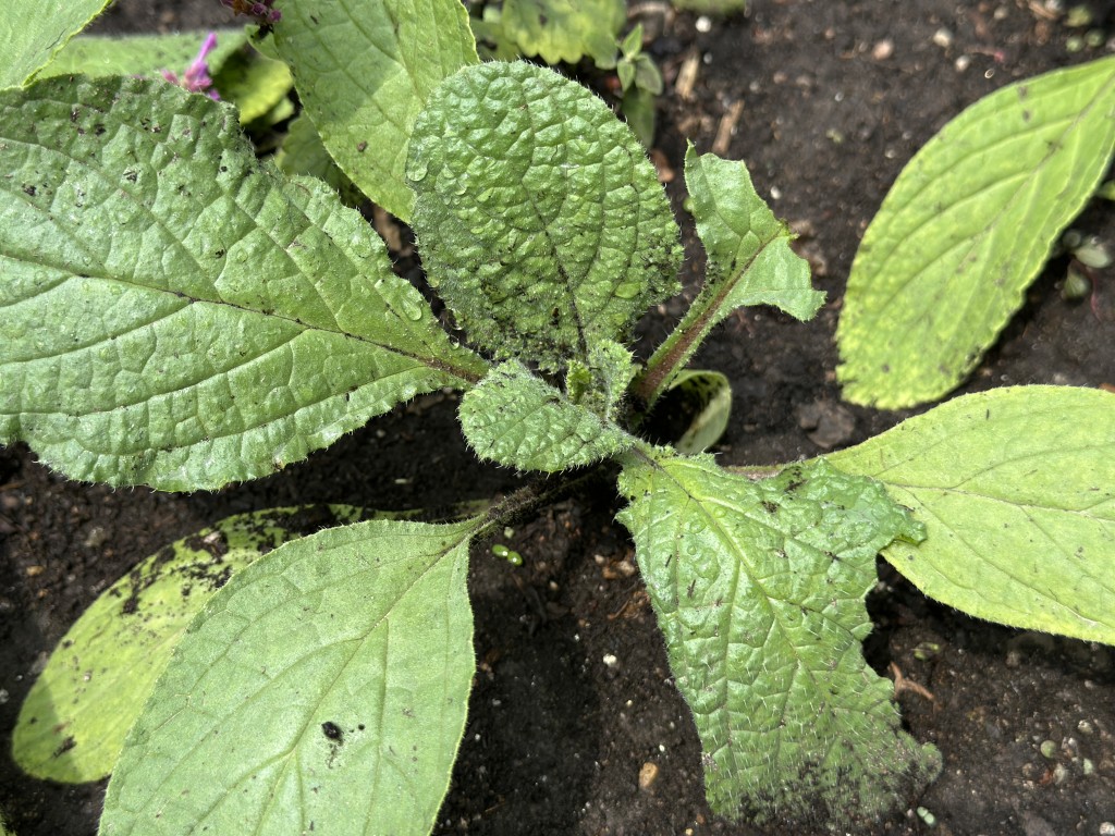 A photo of a borage plant