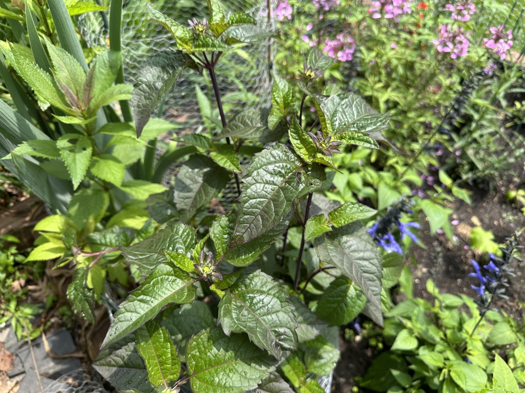 A photo of a false sunflower plant