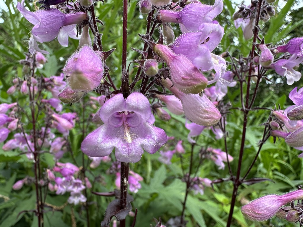 A close-up photo of Penstemon 'Midnight Masquerade' in bloom