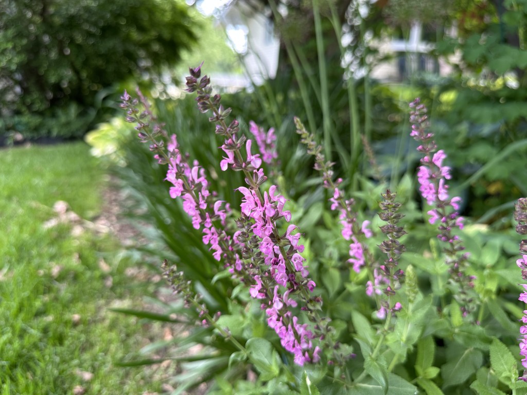 A close-up photo of Salvia 'Sensation Rose'
