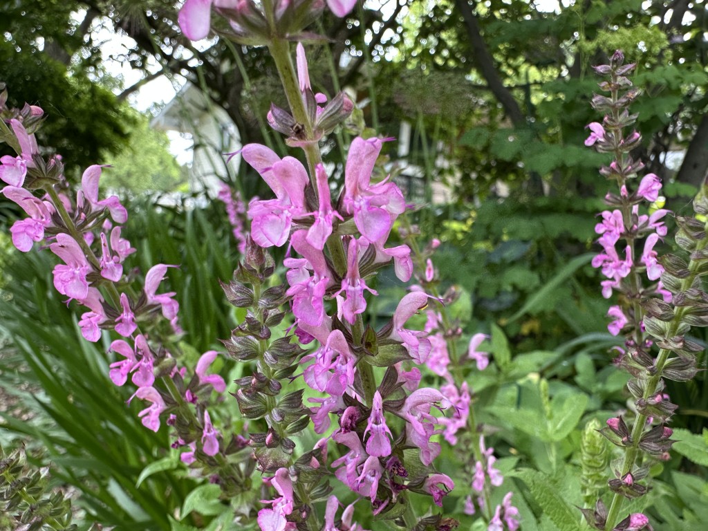 A close-up photo of Salvia 'Sensation Rose'
