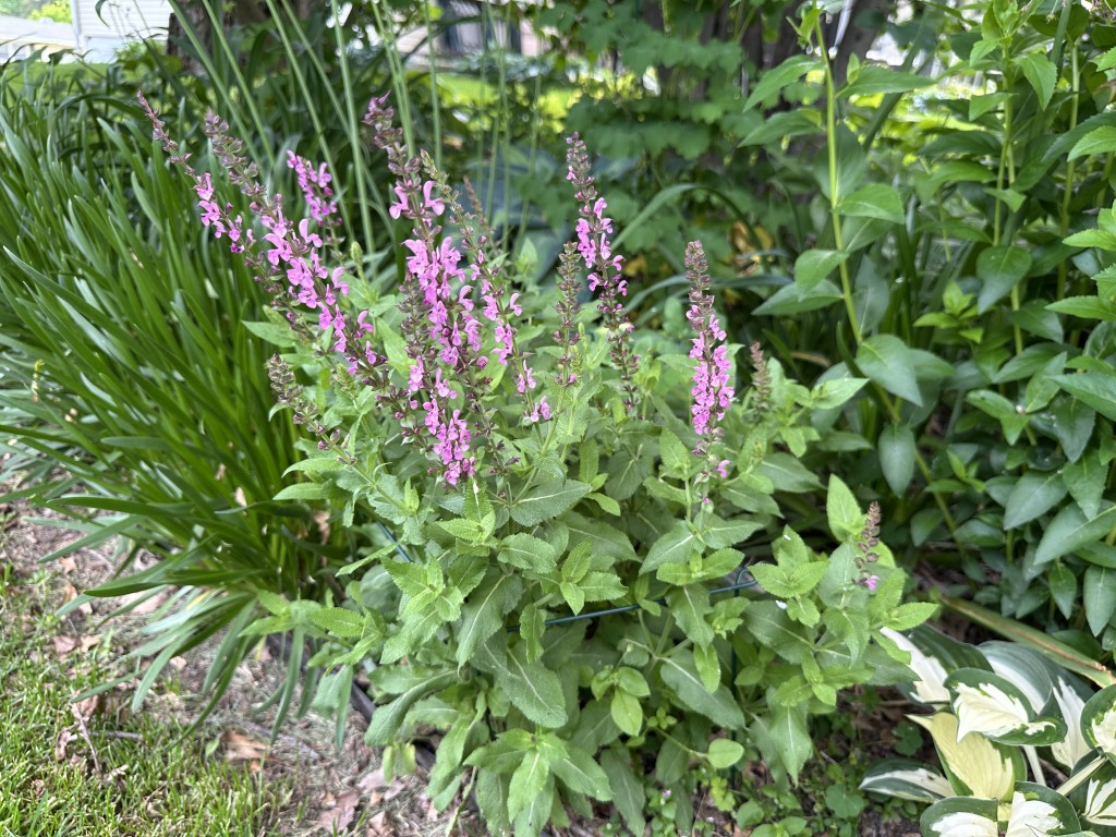 A photo of Salvia 'Sensation Rose' in bloom