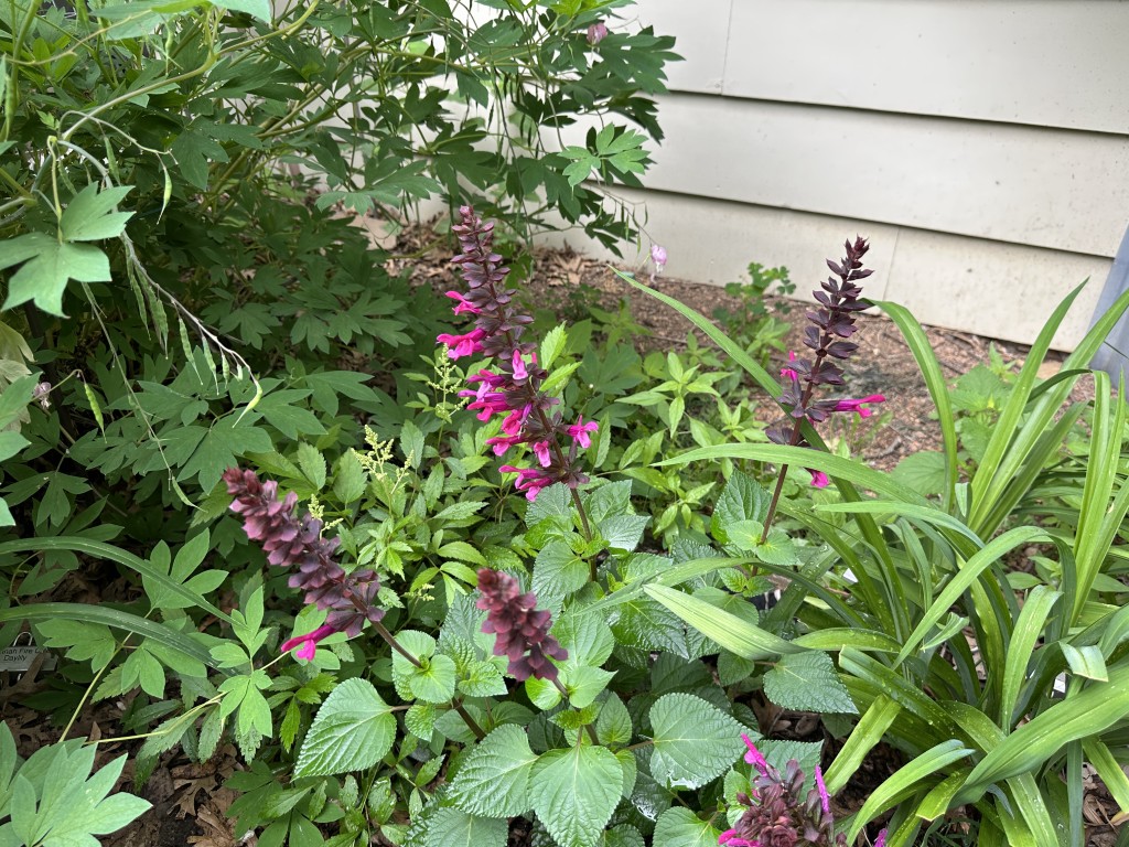 A photo of 'Rockin Fuchsia' Salvia in bloom