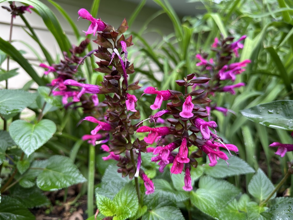 A photo of 'Rockin Fuchsia' Salvia in bloom