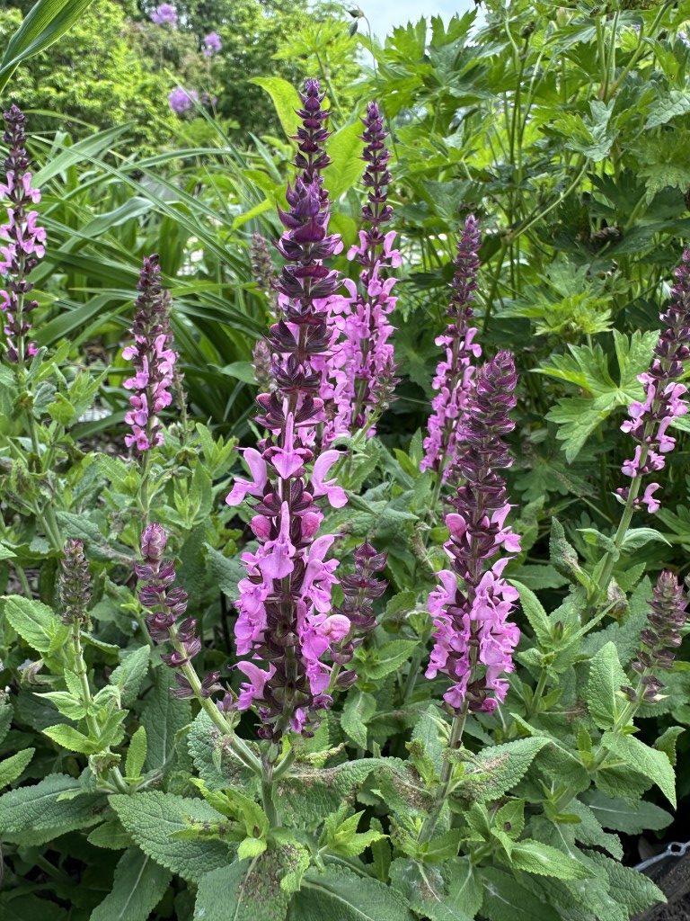 A close-up photo of Salvia 'Sensation Rose'