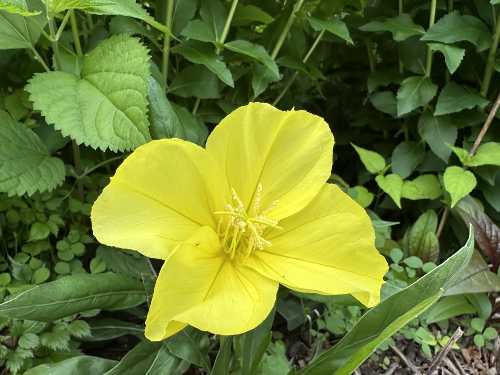 A close-up photo of an evening primrose flower in bloom
