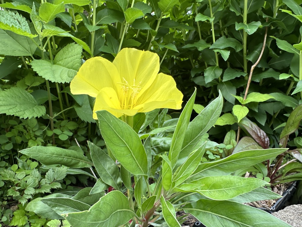 A photo of an evening primrose flower in bloom