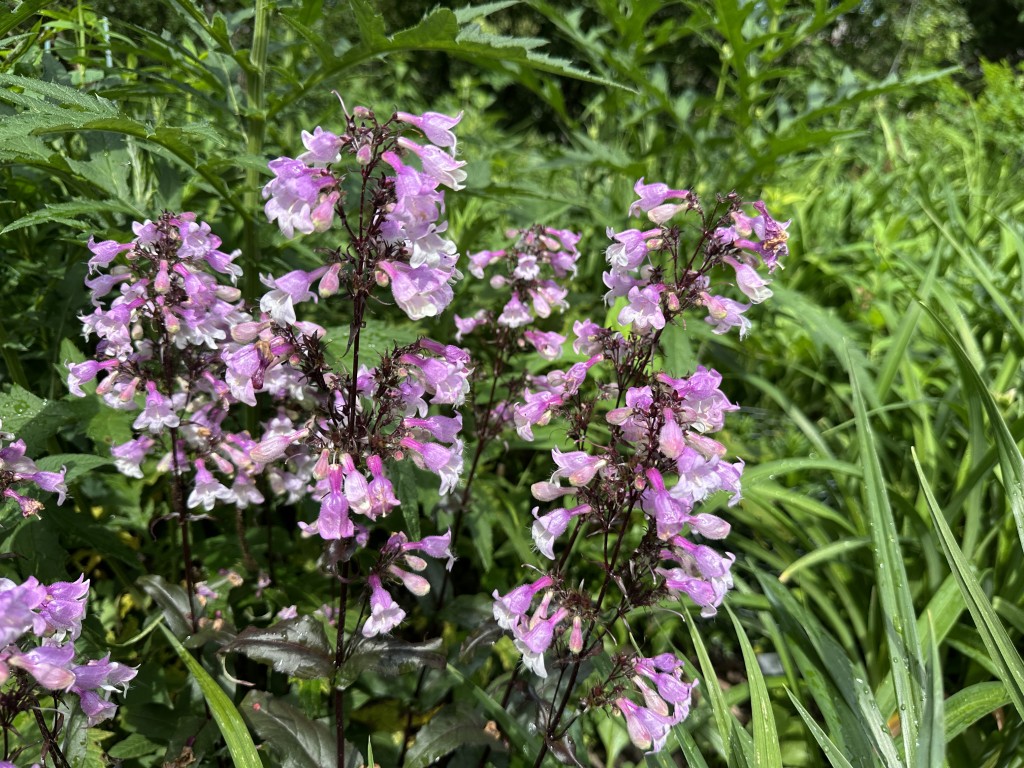 A photo of Penstemon 'Midnight Masquerade' in bloom