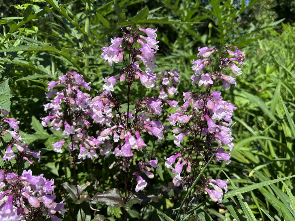 A photo of Penstemon 'Midnight Masquerade' in bloom