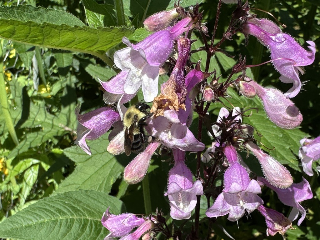 A photo of Penstemon 'Midnight Masquerade' in bloom being visited by a bumblebee
